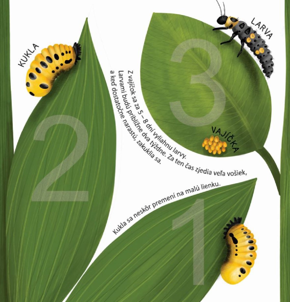 Chrobáčiky – hmatová knižka